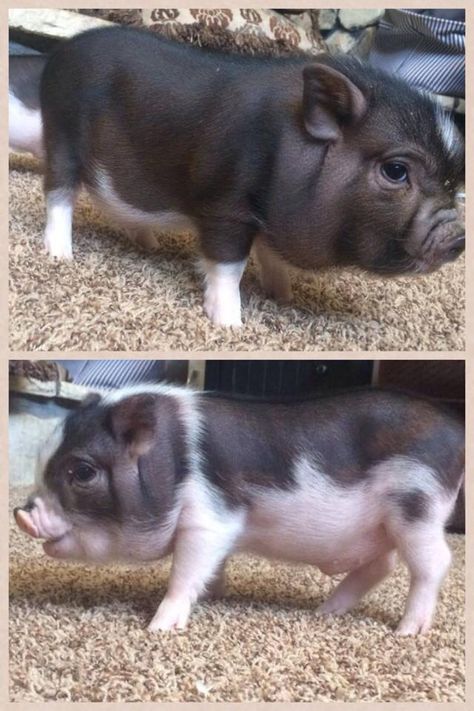 7k Ranch mini pig. 13" full grown, 35-40 lbs of stinkin' cuteness Gottingen Mini Pigs, Micro Pigs Full Grown, Miniature Pigs Full Grown, Teacup Pigs Full Grown, Cute Baby Pigs, Baby Piglets, Micro Pigs, Teacup Pigs, Pig Pictures