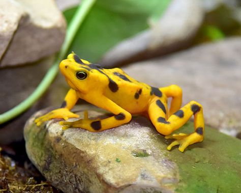 A Panamanian golden frog on a rock Poison Arrow Frog, Golden Frog, Zoo Trip, Denver Zoo, Amazing Frog, Colorful Places, Reptile Snakes, Dart Frog, Welcome To The Jungle