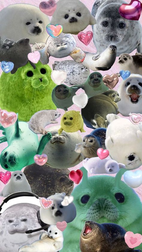 seals for my boyfriend <3 Cute Seals, Kpop Iphone Wallpaper, Homescreen Wallpaper, My Boyfriend, Sea Animals, Seals, Desktop Wallpaper, Cute Wallpapers, Cute Art