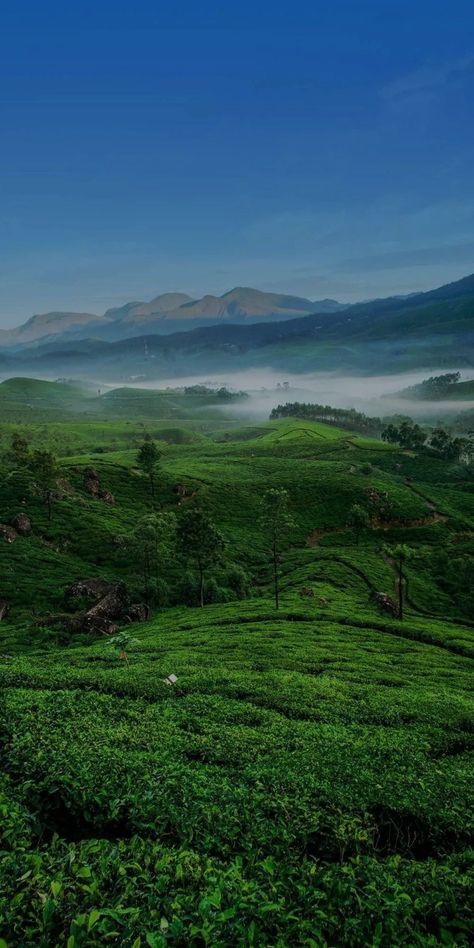 Munnar Photography Kerala, Ooty Trip, Munnar Kerala, Iphone Wallpaper Earth, Awsome Pictures, Aerial Photography Drone, Wallpaper Earth, Cellphone Wallpaper Backgrounds, Wallpaper Pictures