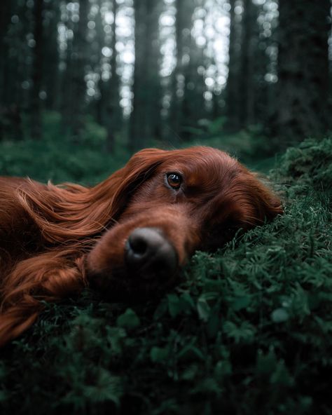 Dog Photoshoot, Fall Asleep Faster, Irish Setter, Dog Photography, Animal Wallpaper, Fall Asleep, Dog Portraits, Beautiful Dogs, Dog Photos