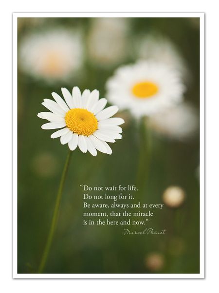 "Do not wait for life. Do not long for it. Be aware, always and at every moment, that the miracle is in the here and now." (Marcel Proust) Quotes About Daisies, Daisy Quotes Simple, Daisies Quotes, Daisy Quotes, Expect Miracles, Sacred Flower, Daisy Decor, Daisy Cottage, Flower Lady