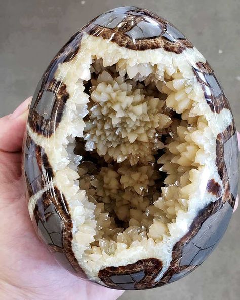 What Is a Septarian Concretion? Rocks And Fossils, Crystal Egg, Rock Minerals, Pretty Rocks, Dragon Egg, Crystal Geode, Beautiful Rocks, Mineral Stone, Minerals And Gemstones