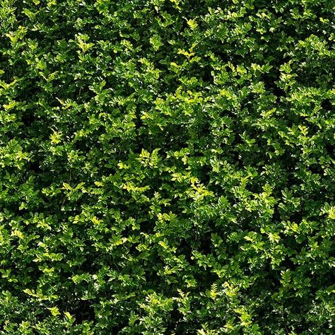 full foliage texture Green Wall Texture Seamless, Stone Siding Exterior, Wall Texture Seamless, Psd Texture, Photoshop Rendering, Plant Texture, Tree Textures, Vertical Farming, Green Texture