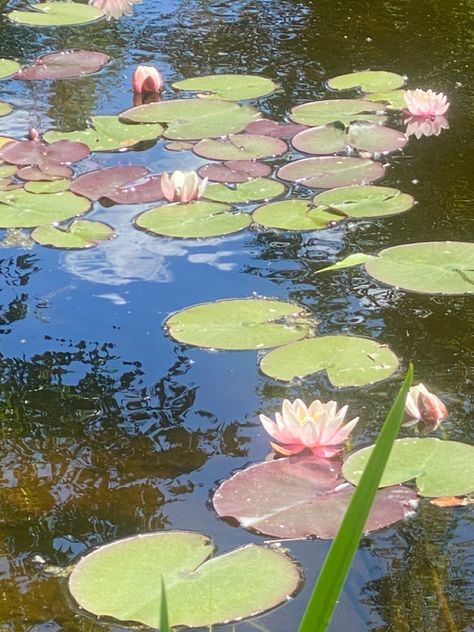 lily pads aesthetic beautiful Aesthetic Water Lilies, Lilypad Aesthetic, Water Lotus Flower, Lily Pad Art, Lily Pad Lake, Lilypad Pond, Environment Studies, Watercolor References, Lily Pad Flower