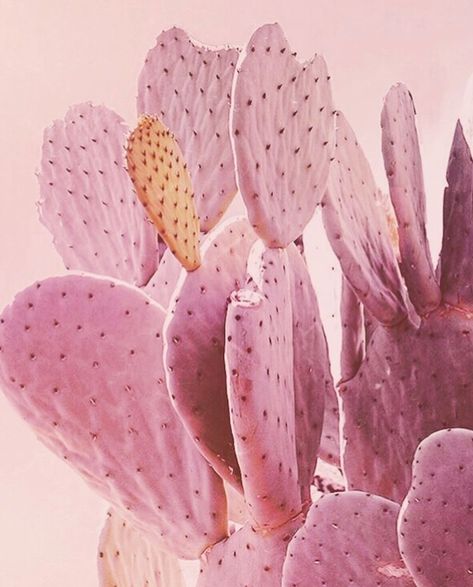 как заработать деньги https://lvovart.com/ Kaktus Dan Sukulen, Pink Cactus, Summer Scenes, Pink Plant, Cactus Art, Cactus Plant, Color Crush, Deco Floral, Everything Pink