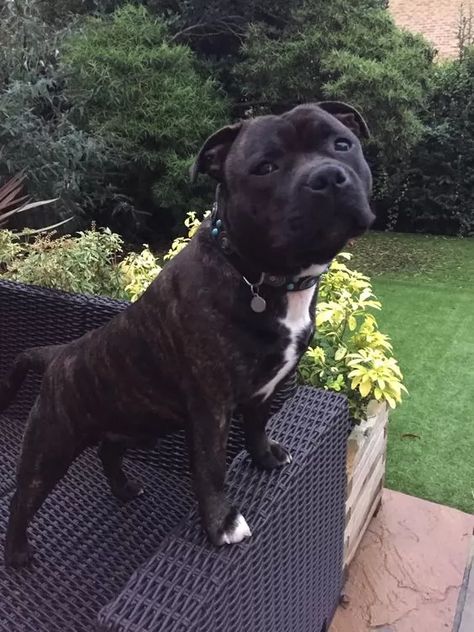 12 Reasons Staffordshire Bull Terrier Are Not The Friendly Dogs Everyone Says They Are 12 Black Pitbull, Staffy Dog, Staffordshire Terriers, American Pit Bull Terrier, Bull Terriers, Pitbull Puppies, Staffordshire Bull Terrier, Bull Terrier Dog, Staffordshire Terrier