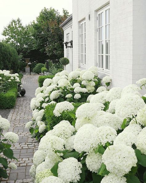 S T Y L E   M Y   H O M E on Instagram: “🍃 Hamptons Garden Inspiration 🍃 Do you have hydrangeas in your garden? What are your tricks to keep them looking lush?  . . #hydrangea…” Hydrangea Landscaping, Courtyard Ideas, White Hydrangeas, Hydrangea Garden, Garden Types, Landscape Designs, Have Inspiration, Love Garden, Garden Landscape Design