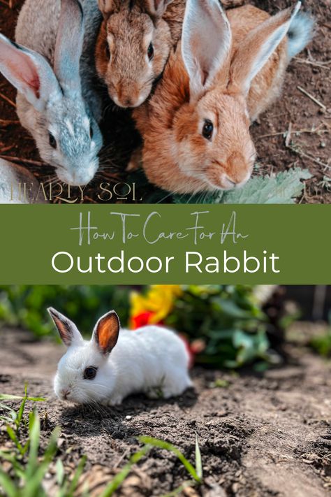 Rabbit Home Outdoor, Outdoor Bunny Habitat, Caring For Rabbits, Outdoor Rabbit Run, Bunny Run, Bunny Care Tips, Rabbit Room, New Zealand Rabbits, Outdoor Rabbit