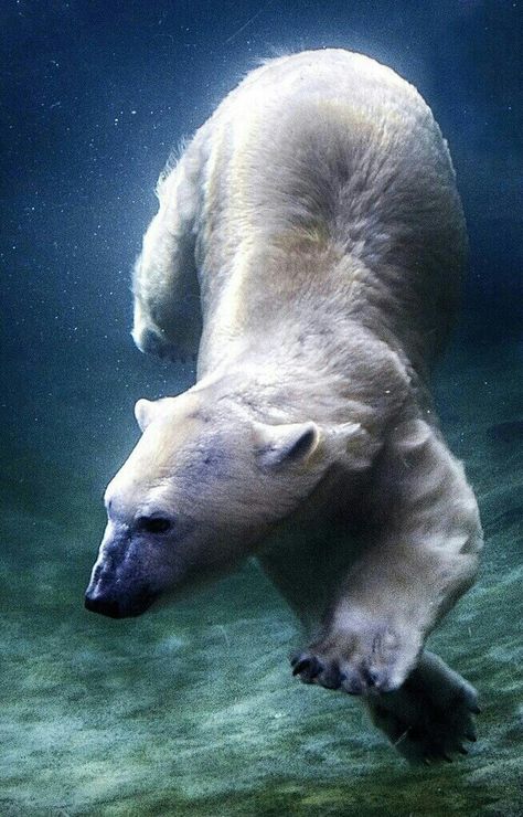 Beautiful Underwater Swimming Polar Bear! Underwater Diving, Magical Nature, Fishing Photography, Underwater Animals, Nature Tour, Outdoors Tattoo, Kitesurfing, Love Bear, Windsurfing