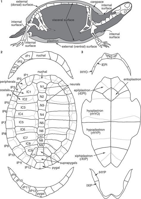 Turtle Anatomy, Bone Drawing, Animal Anatomy, River Basin, Turtle Shell, Zoology, Wyoming, Fossil, Anatomy