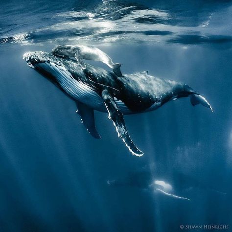 Such a breathtaking moment💙🐋 - Follow @nardigo_ for more👈 Follow @nardigo_ for more👈 - Credits: @shawnheinrichs Beautiful Fish Ocean Life, Sea Animals Tattoo, Fish Beautiful, Whale Pictures, Whale Illustration, Whale Painting, Whale Tattoos, Gray Whale, Whale Art