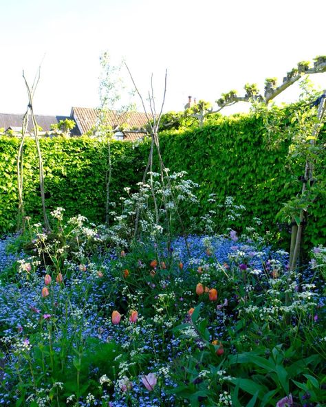 Tour Monty Don's Garden In Herefordshire – Monty Don Longmeadow Monty Don Garden, Monty Don Longmeadow, Longmeadow Garden, Monty Don, Garden Posts, Paradise Garden, Veg Garden, Citrus Trees, Garden Pictures