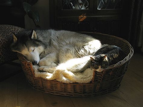 Photo | AnaRosa | Bloglovin My Husky, She Wolf, Lambada, It Goes On, Wicker Basket, Dog And Cat, Siberian Husky, Mans Best Friend, Cuteness Overload