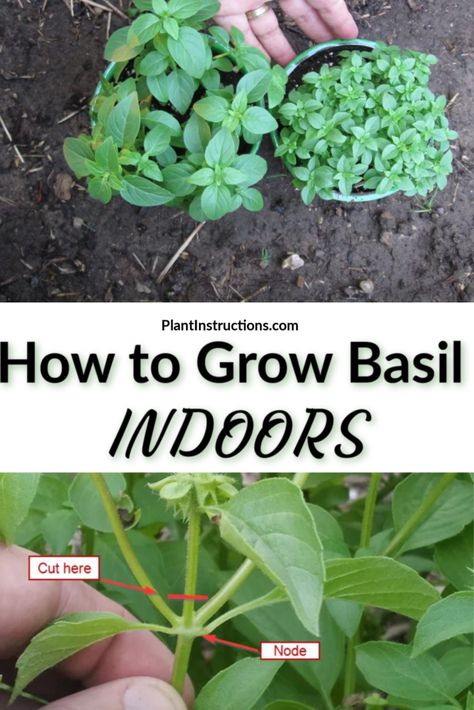 Basil Plant Indoors, Growing Herbs Inside, Growing Basil Indoors, Grow Basil, Growing Herbs Indoors, Growing Basil, Inside Garden, Gardening Vegetables, Basil Recipes