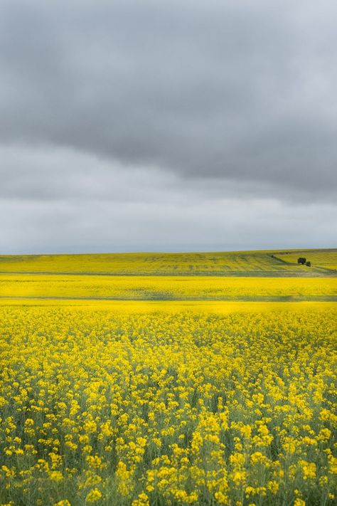 Yellow Fields, Traditional Landscape, Landscape Drawings, Landscape Pictures, Dark Skies, Photoshop Lightroom, Flower Field, Oil Painting Landscape, Backyard Landscaping Designs