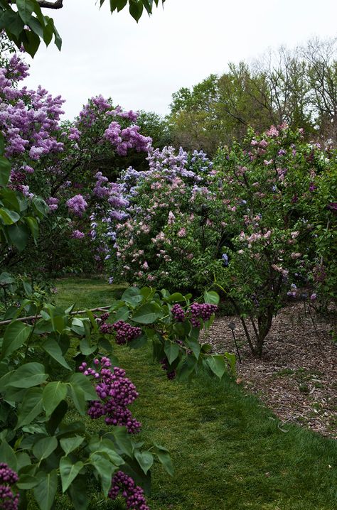 A garden full of lilac trees - beautiful Lilac Hedge, Wisconsin Garden, Lilac Trees, Flower Landscaping, Lilac Cottage, Cute Plants, Green Patio, Lilac Garden, Trees Beautiful