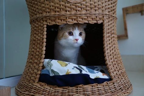 Diy Cat Cave How To Make, Cat Cave Diy, Homemade Cat Beds, Diy Cat Tent, Excited Cat, Cat Pod, Diy Cat Bed, Living With Cats, Cat Tent