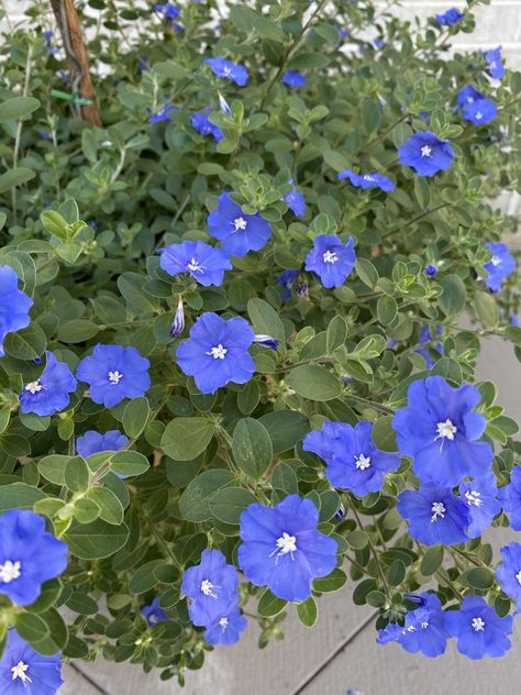 Blue Daze Blue My Mind Plant, Dymondia Ground Cover, Deer And Doe Myosotis, Blue Daze Plant, Blue Sun Orchid, Backyard Garden Layout, Garden Layout, Rare Plants, Backyard Garden