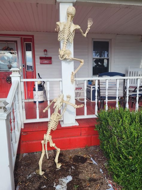 Skeleton With Dog, Dog And Person, Skeleton Ideas, Hanging Skeleton, Halloween Skeleton Decorations, Dog Skeleton, Skeleton Decorations, Human Skeleton, Dog Pee