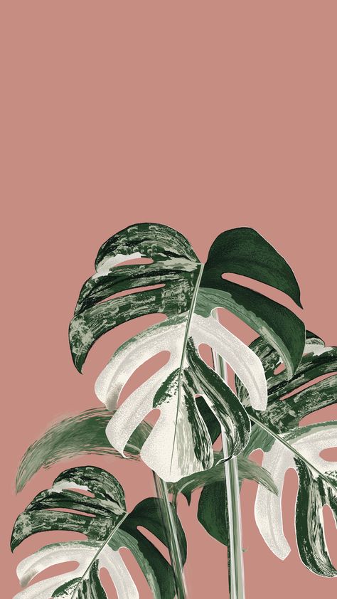 An illustration of Monstera Variegata Monstera Wallpaper, Sage Aesthetic, Monstera Variegata, Plant Sketches, Zestaw Ikon, نباتات منزلية, Unique Houseplants, Plant Wallpaper, Plant Aesthetic