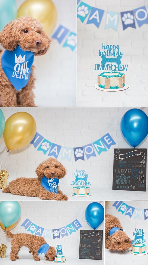 Birthday Party Photoshoot Ideas, Royal Blue And Gold Cake, Party Photoshoot Ideas, Dog Birthday Photoshoot, Blue And Gold Cake, Doggie Cake, Dog Birthday Pictures, Gold Cake Smash, Birthday Party Photoshoot