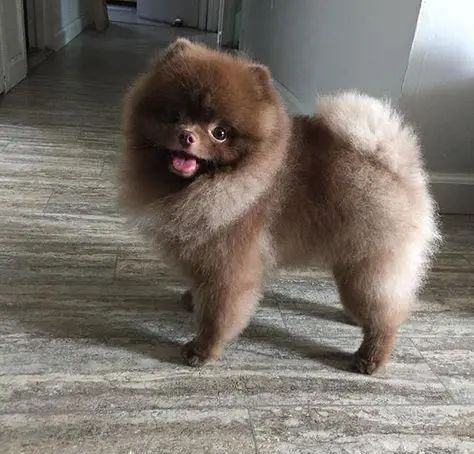 15 Tips You Should Know Before Getting A Pomeranian - PetPress Pomeranian Grooming, Pomeranian Facts, Pomeranian Haircut, Puppy Husky, Teacup Pomeranian, Dog Haircuts, Cute Pomeranian, Beautiful Chocolate, Dog Exercise