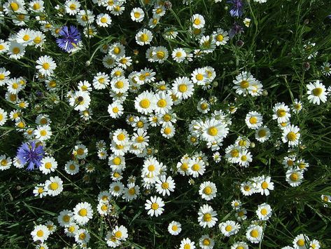 100 White DWARF CREEPING DAISY Chrysanthemum Paludosum Flower Seeds Chrysanthemum Paludosum, Yellow Plants, Plant Seeds, Plant Spacing, Plants Flowers, Planting Bulbs, Small Plants, Planting Seeds, Flower Field