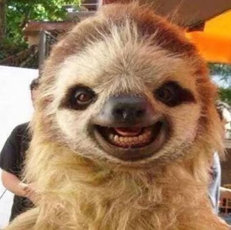 Funny Sloth Pictures, Cute Sloth Pictures, Smiling Animals, Sloth Art, Silly Photos, Sloths Funny, Baby Sloth, Cute Sloth, Silly Animals