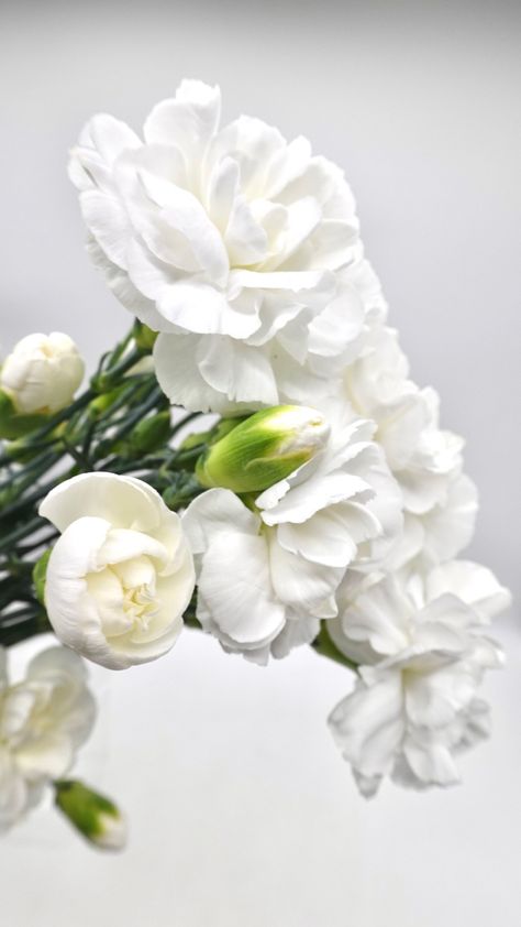 White Mini Carnation, Carnation Garland, White Carnations, Mini Carnations, Flower Varieties, Flower Identification, White Carnation, Carnation Flower, Design Board