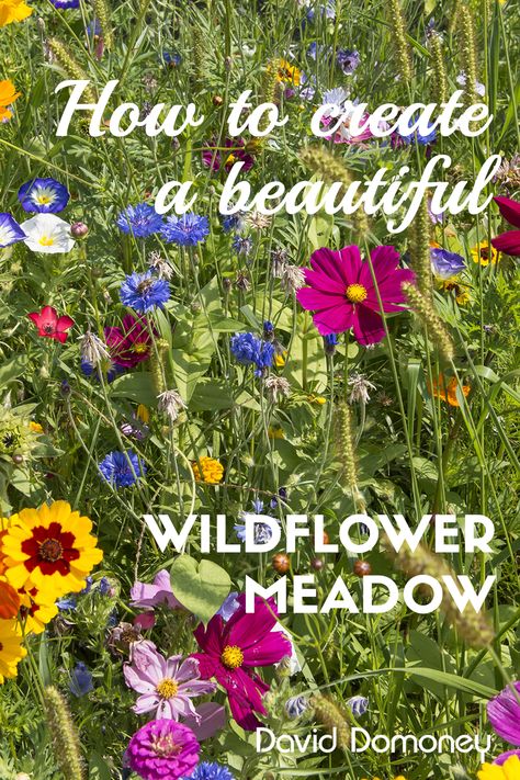 Creating A Meadow Garden, Wild Flowers Landscaping, Small Wild Flower Garden, Wildflower Lined Driveway, Meadow Garden Ideas, Wild Flower Patch In Garden, Wild Flowers Garden Ideas, Wildflower Patch In Yard, Small Wildflower Garden