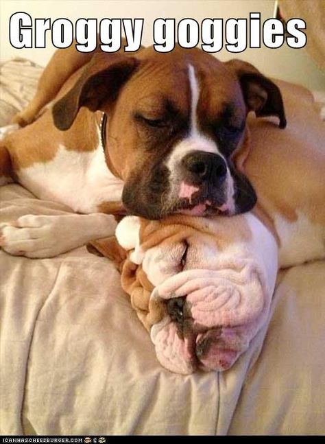 Funny Bulldog Pictures, Boxer Dog Quotes, Boxer Rescue, Boxer Bulldog, Cute Boxers, Bulldog Funny, Boxer Love, Funny Dog Pictures, Puppies Funny