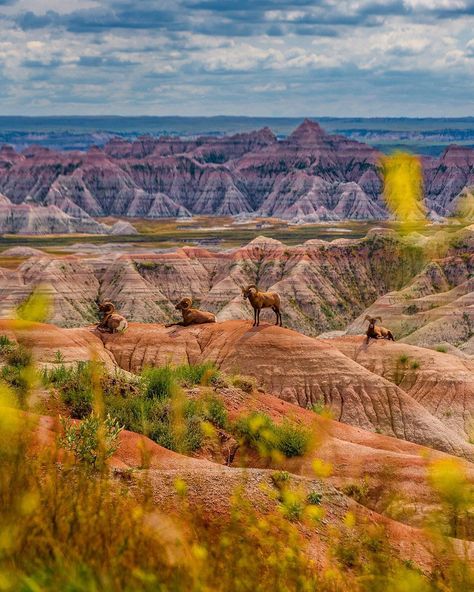 Badlands National Park In... - The Bucketlist Adventures South Dakota Travel, Utah Road Trip, Cross Country Trip, Midwest Travel, Badlands National Park, National Parks Usa, Summer Road Trip, Travel South, Us National Parks