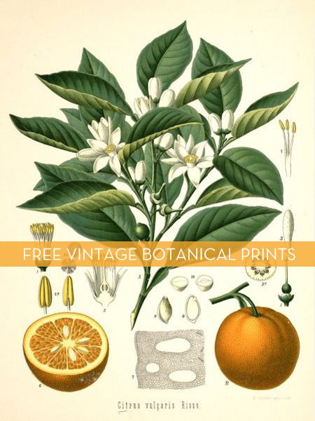 I love vintage botanical prints-beautiful, yet scientific-so, I'm delighted to see that Botanicus has hundreds of free downloads. Just print and frame! (Thx to curbly.com for the tip) Free Botanical Prints, Botanical Printables, Illustration Botanique Vintage, Botanical Plants, Missouri Botanical Garden, Botanical Illustration Vintage, Illustration Botanique, Botanical Art Prints, Vintage Botanical Prints