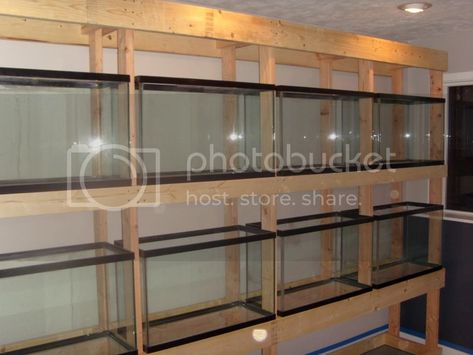 Fish Rack, Aquarium Room, Fish Room, Aquarium Store, Fish Store, Aquarium Shop, Aquarium Stands, Cichlid Fish, Aquarium Set