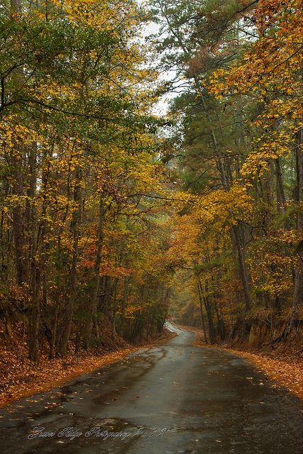 Explore Texas, Texas Places, Texas Style, East Texas, Autumn Scenery, Texas Travel, Back Road, Fall Travel, Texas Hill Country