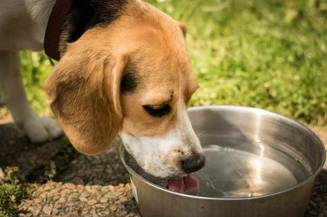 15 Home Remedies for UTI in Dogs You Will Love Dog Breath, Dog Water Bowls, Dog Diet, Drink More Water, Bad Dog, Older Dogs, Water Bowl, Golden Retrievers, Senior Dog