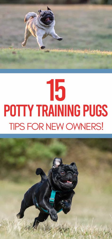 Pug Training, Puppy Potty Training Tips, Puppy Potty Training, Starting Potty Training, House Training Puppies, Puppies Tips, Potty Train, Dog Potty Training, Potty Training Tips