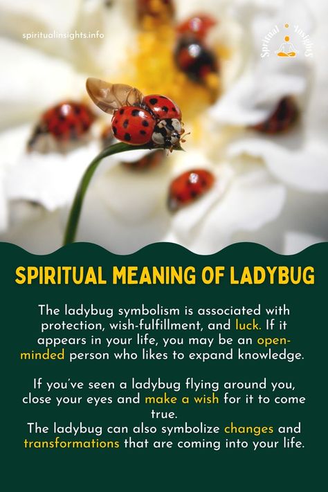 Spiritual Meaning of Ladybug Spiritual Meaning Of A Ladybug, Spiritual Meaning Of Ladybugs, Ladybug Spiritual Meaning, Ladybug Symbolism, Ladybug Meaning, Spiritual Animals, Ladybug Quotes, Animal Symbols, Animal Signs