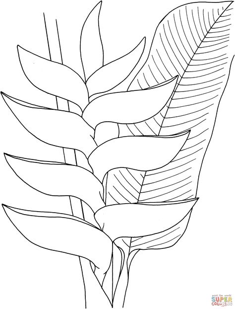 Heliconia Flower, Flowers Coloring Pages, معرض فني, Easy Drawing Steps, Flowers Coloring, Protea Flower, Plant Drawing, Tropical Art, Flower Coloring Pages