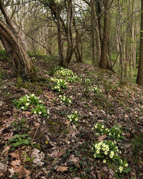 Primroses are a quintessential early spring flower. They herald the arrival of warmer and brighter spring days, so it's no surprise its… Early Spring Landscape, Spring Nostalgia, Early Spring Aesthetic, April Moodboard, Landscape Study, Early Spring Flowers, Farmer Girl, Beginning Of Spring, Dining Room Wallpaper