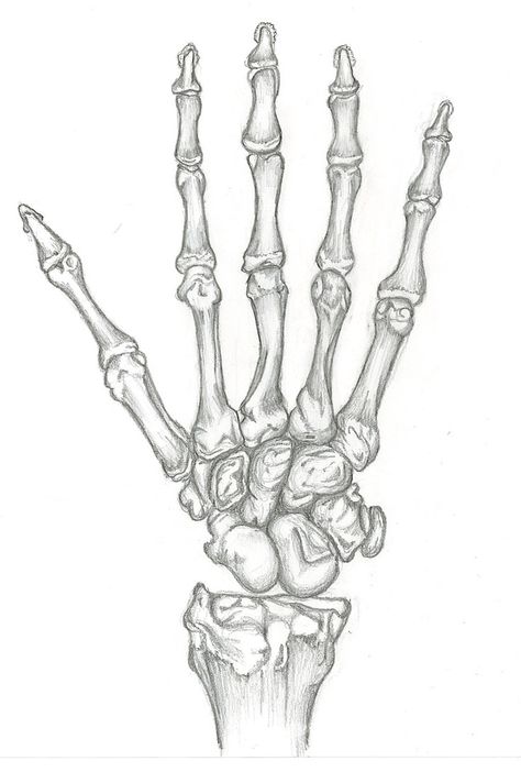 Skeleton Hand Drawing, Skeleton Hands Drawing, Skeleton Drawings, Gcse Art Sketchbook, Skeleton Hand Tattoo, Hand Drawing Reference, Skeleton Art, Skeleton Hand, Anatomy Drawing