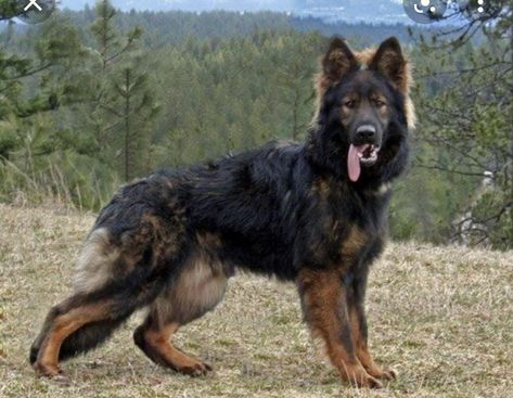 Black Sable German Shepherd, Long Haired German Shepherd, Sable German Shepherd, German Shepherd Photos, Athletic Dogs, Dogs Black, Dog Black, Dream Dog, Australian Shepherds