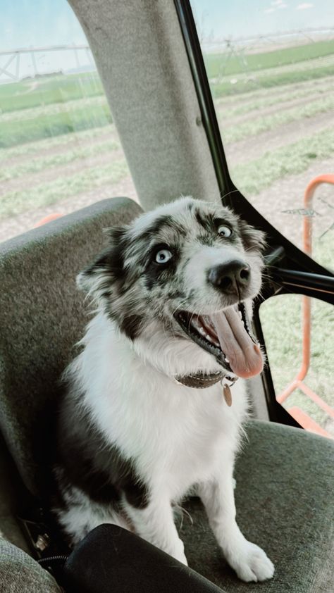 Western Dogs, Ranch Dogs, Cowboy Camp, Country Dogs, Aussie Cattle Dog, Aesthetic Country, Dream Horse Barns, Aussie Puppies