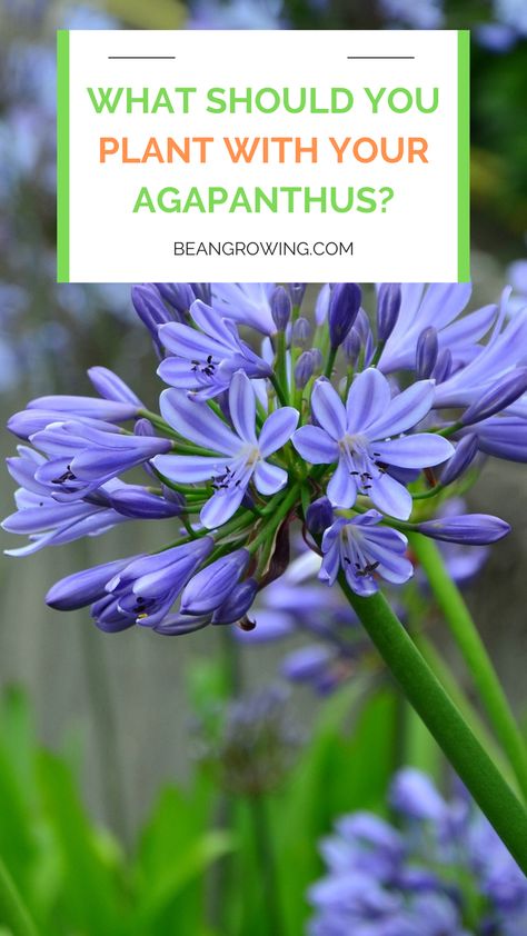 Garden With Agapanthus, What To Plant With Agapanthus, Agapanthus Garden Ideas, Landscaping With Agapanthus, Agapanthus Garden Landscaping, Agapanthus Landscaping Garden Design, African Iris Landscaping Garden Ideas, Shallow Planter Ideas, Agapanthus Border