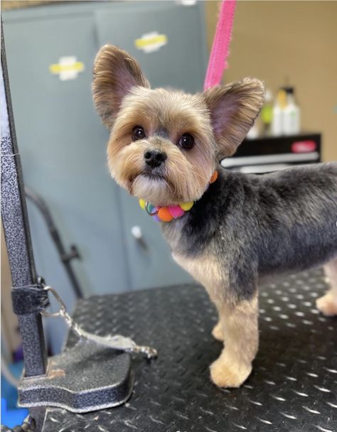 Yorkie Teddy Bear Haircut: Tips for a Cute Look - Rocky Kanaka Teddy Bear Haircut, Yorkie Teddy Bear Cut, Yorkie Puppy Cut, Yorkie Haircut, Yorkie Cuts, Pictures Of Short Haircuts, Messy Look, Haircut Tips, Yorkie Haircuts