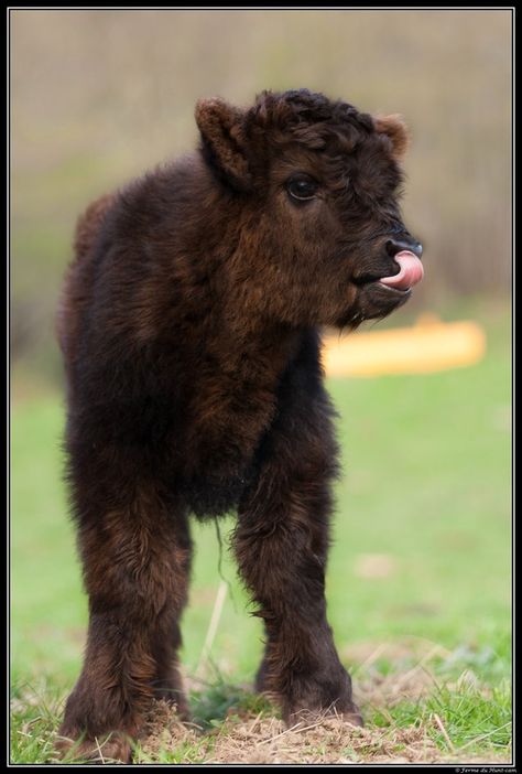 Baby Highland calf--Image by Seb Hunt-cam on 500px Sweet Cow, Highland Calf, Mini Cows, Show Cattle, Fluffy Cows, Cow Calf, Baby Cows, Fluffy Animals