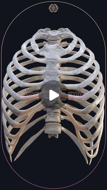 Anatomy Videos, Rib Anatomy, Ribs Anatomy, Ribcage Back View, Human Rib Cage Anatomy, Anatomical Ribcage, Rib Cage Xray, Anatomy App, Human Rib Cage