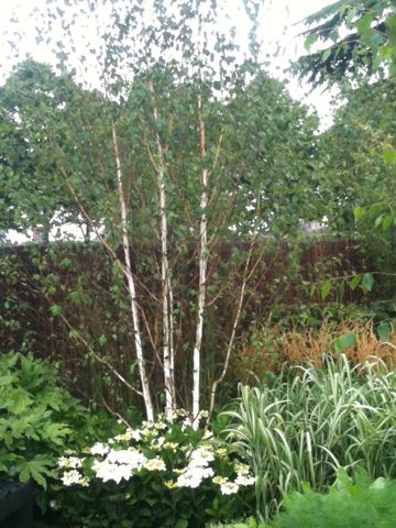 Betula pendula (Silver Birch) multi stem | H Blog Birch Trees Garden, Cottage Garden Plan, Birch Trees Landscaping, Betula Pendula, Front Gardens, Back Garden Design, Cottage Garden Design, Side Garden, Peonies Garden