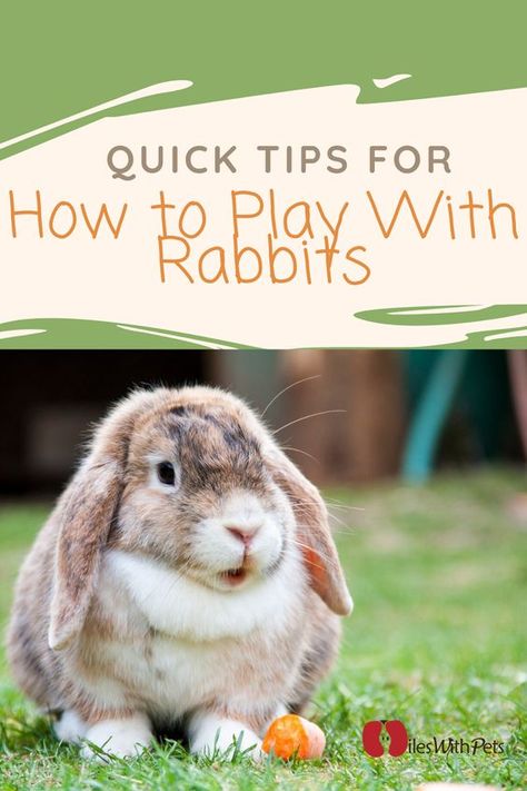 Diy Bunny Toys, Bunny Care Tips, Mini Lop Bunnies, Lop Bunnies, Funny Bunny Videos, Rabbit Behavior, Classroom Pets, Rabbit Habitat, Pet Rabbit Care